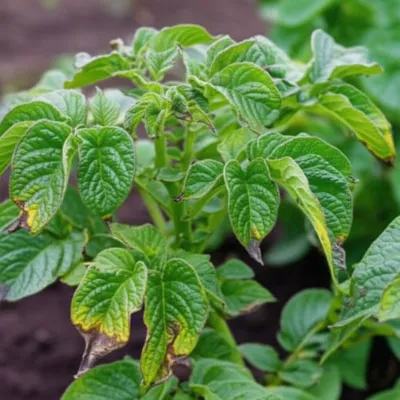 Illustration curls - Image 1