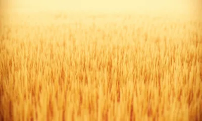 Illustration sleepers - Image 1