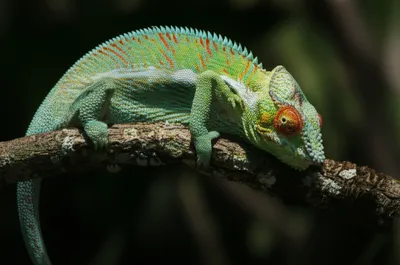 Illustration assimilates - Image 1