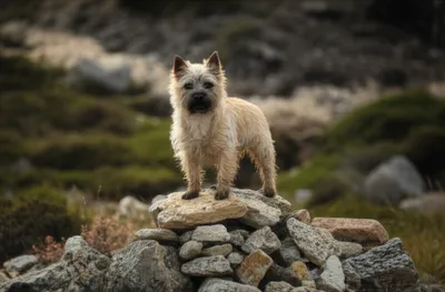 Illustration cairns - Image 1