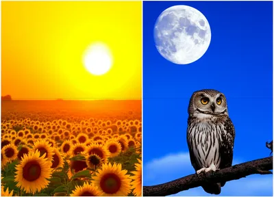 Illustration circadian