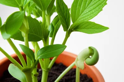 Illustration bulking - Image 1