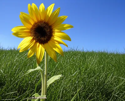 Illustration singly - Image 1