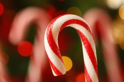 Illustration sugarcane - Image 1