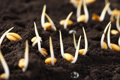 Illustration sprit - Image 1