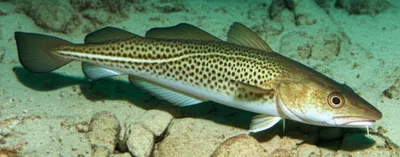 Illustration ling - Image 1