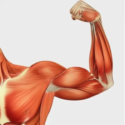 Illustration extensor