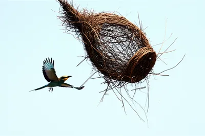 Illustration unloosed - Image 1