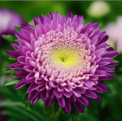 Illustration marguerite - Image 1