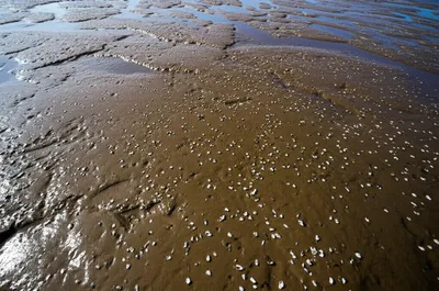 Illustration ooze - Image 1