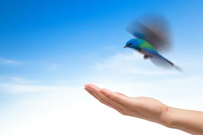 Illustration waiver - Image 1