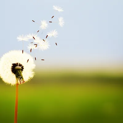 Illustration radiate - Image 1