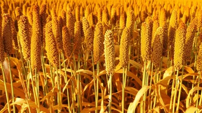 Illustration dura - Image 1