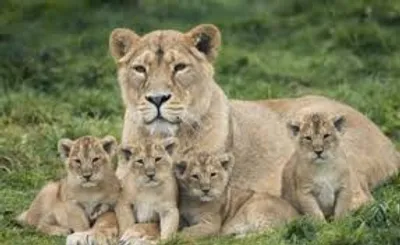 Illustration cub - Image 3