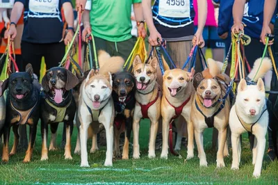 Illustration relay - Image 1