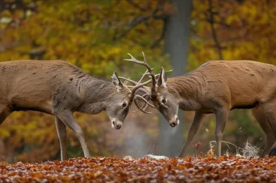 Illustration rutting - Image 1