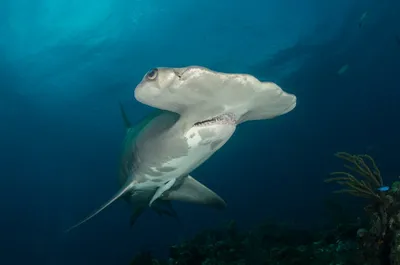 Illustration hammerhead - Image 2