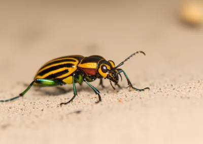 Illustration tigers - Image 1