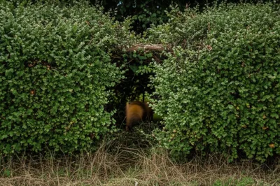 Illustration muse - Image 1