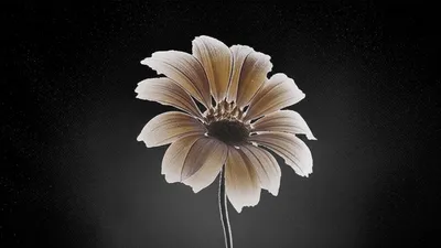 Illustration faints - Image 1