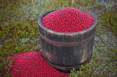 Illustration cran - Image 1