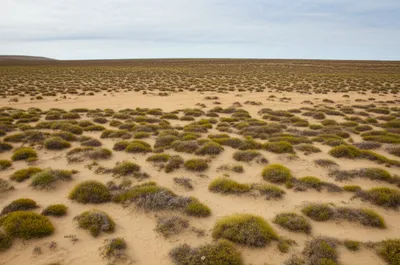 Illustration heaths - Image 1