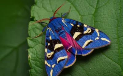 Illustration footman - Image 1