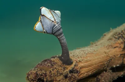 Illustration stalk - Image 1