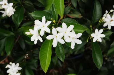 Illustration gardenias