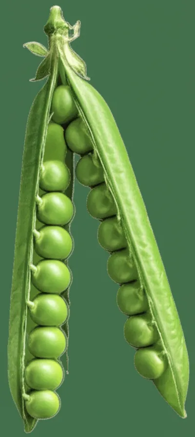 Illustration podded - Image 1