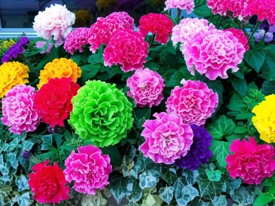 Illustration curls - Image 1