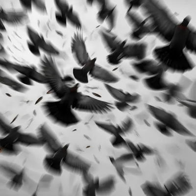 Illustration frenzied