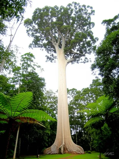 Illustration kauris - Image 1