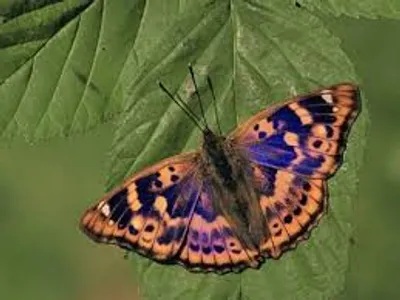 Illustration emperor - Image 2