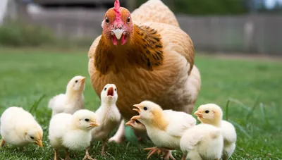 Illustration cluck - Image 1