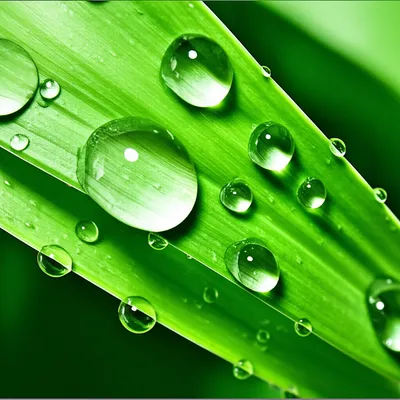 Illustration drooled - Image 1