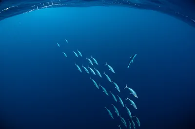 Illustration pelagic