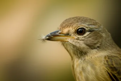 Illustration brush - Image 1