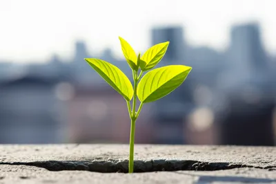 Illustration bettering - Image 1