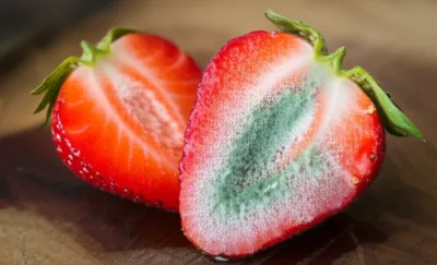 Illustration mould - Image 1