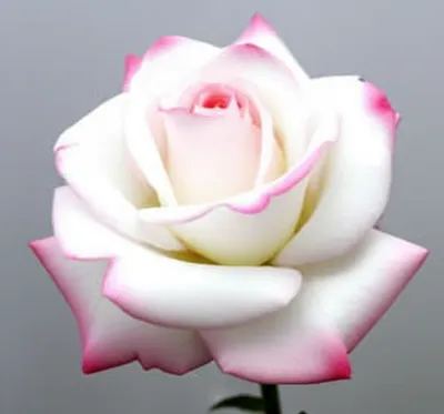 Illustration tinge - Image 1