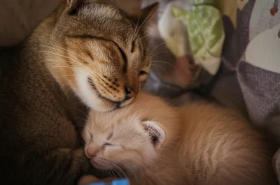 Illustration nuzzling - Image 1