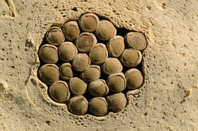 Illustration gemmule