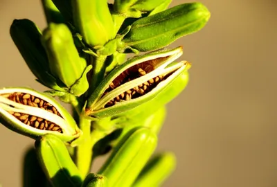 Illustration benne - Image 1