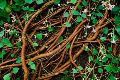 Illustration tuba - Image 1