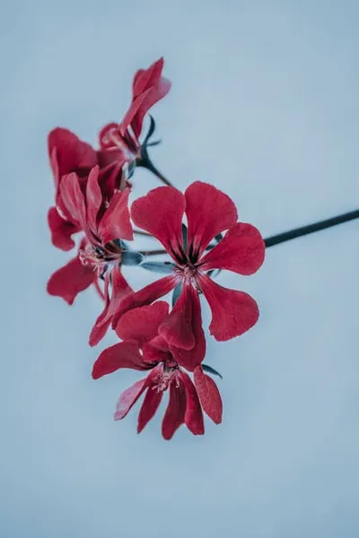 Illustration pelargonium - Image 2