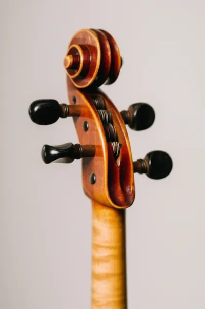 Illustration volutes - Image 1