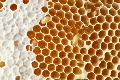 Illustration honeycomb