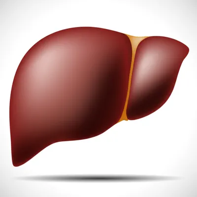 Illustration liver - Image 1