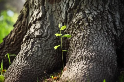 Illustration against - Image 1